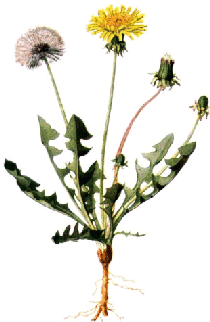 Dandelion